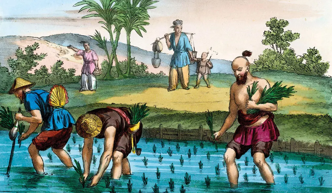 How Rice Was Invented History of Rice - Oryzo India
